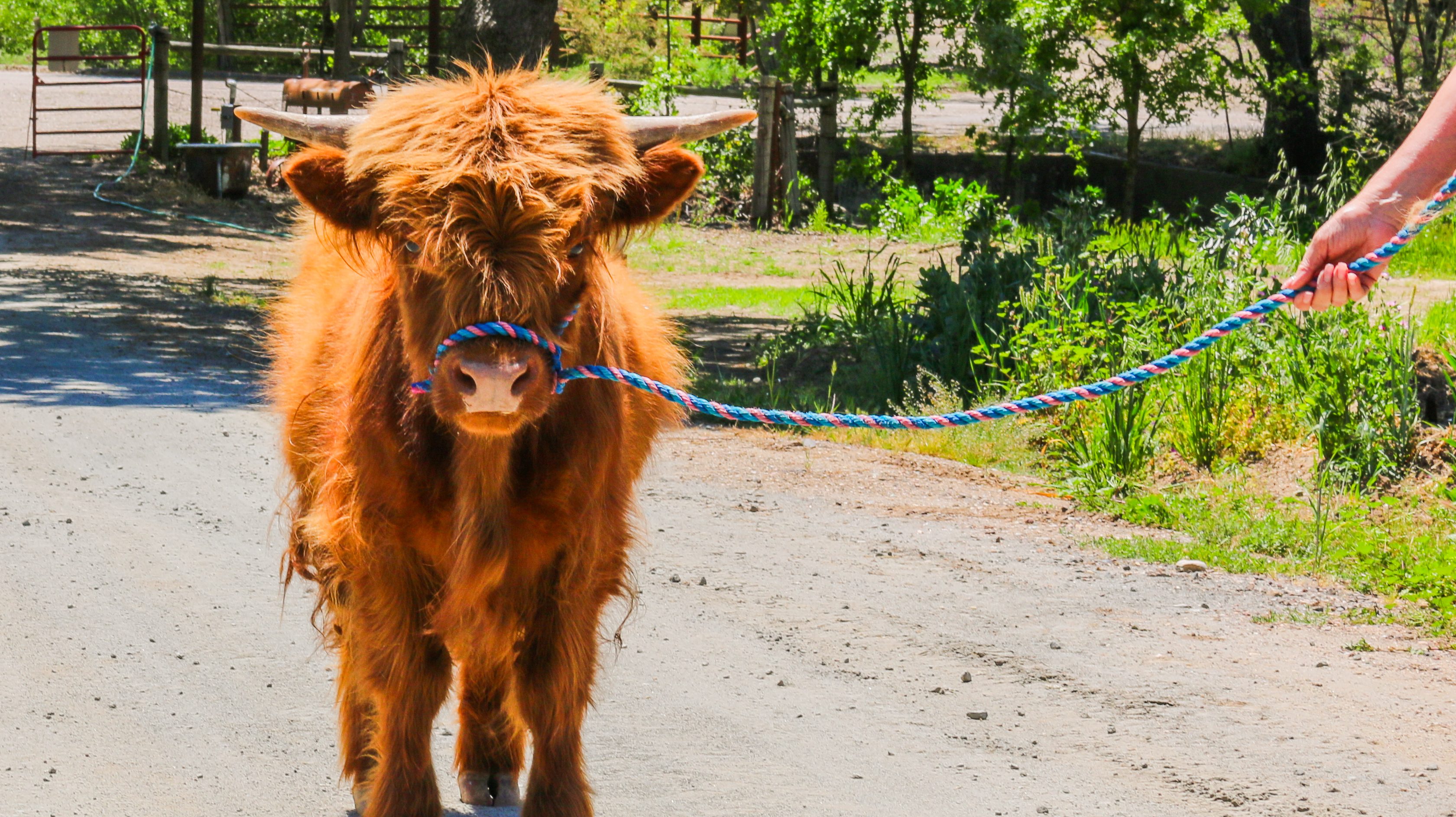 A person leading a shaggy, orange Highland cow on a dirt path surrounded by greenery.